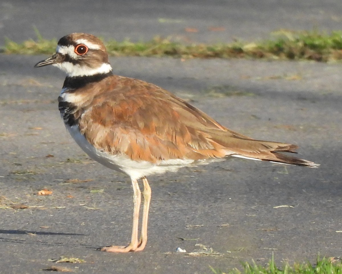 Killdeer - ML620183506