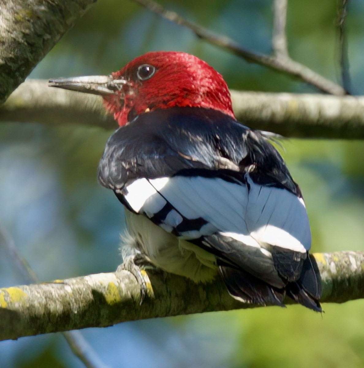 Red-headed Woodpecker - ML620183509