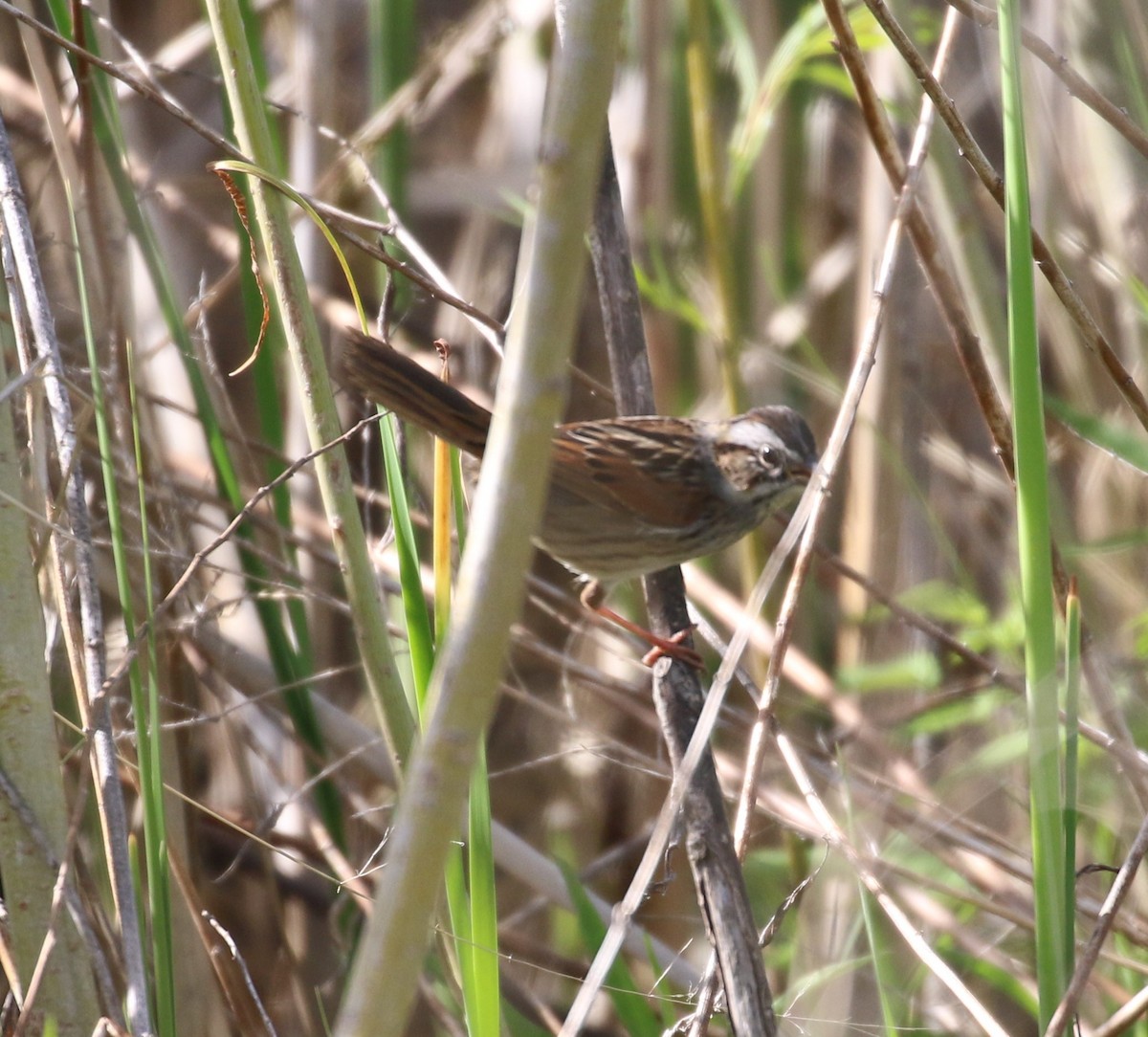 Swamp Sparrow - ML620183517