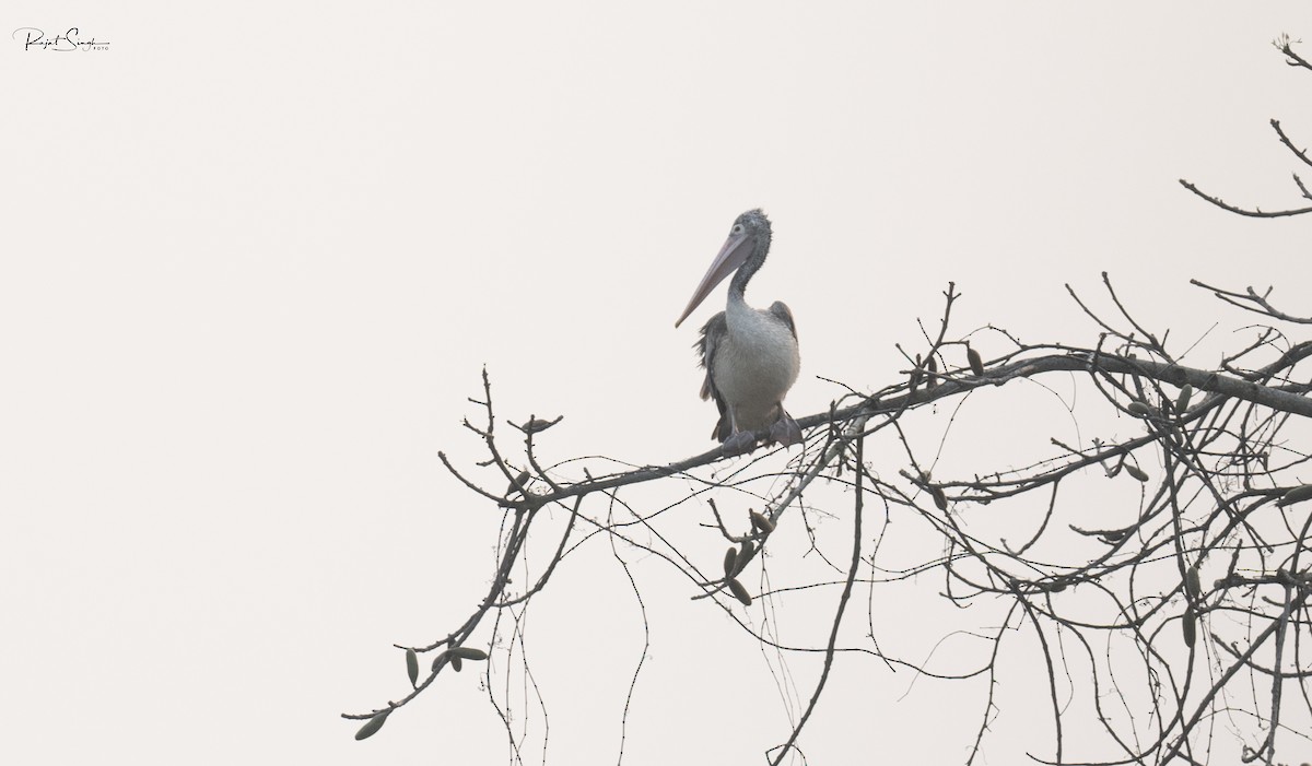 Spot-billed Pelican - ML620183521