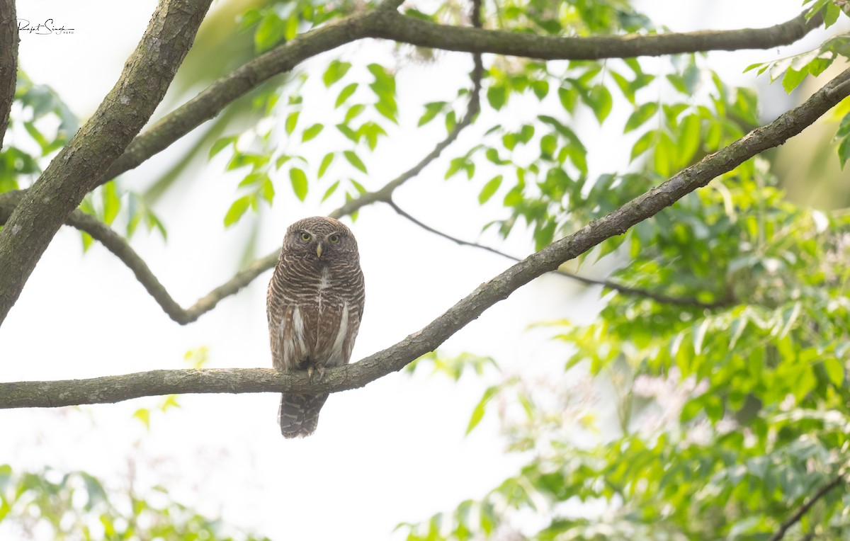 Asian Barred Owlet - ML620183527