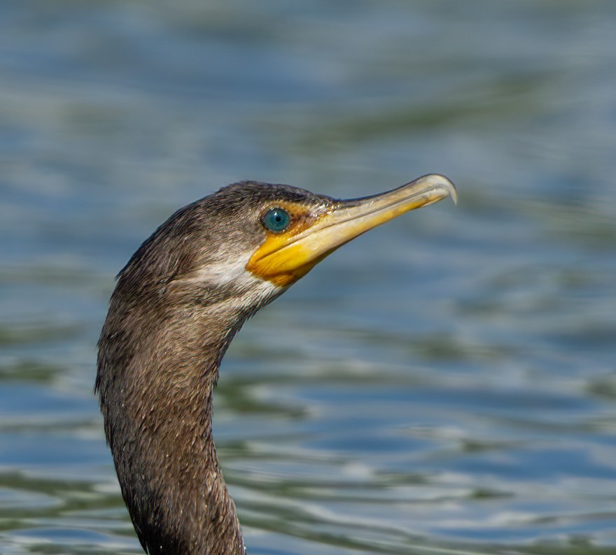 Neotropic Cormorant - ML620183532