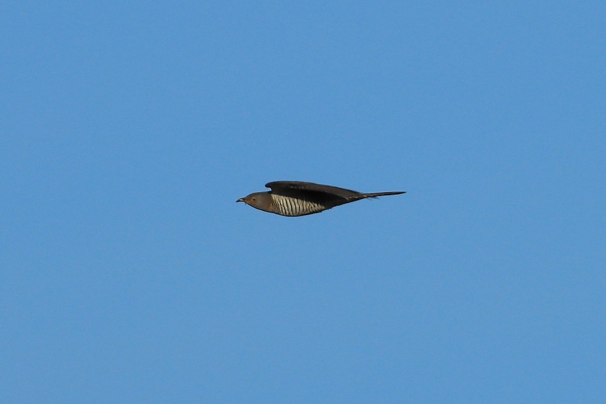 Common Cuckoo - ML620183533