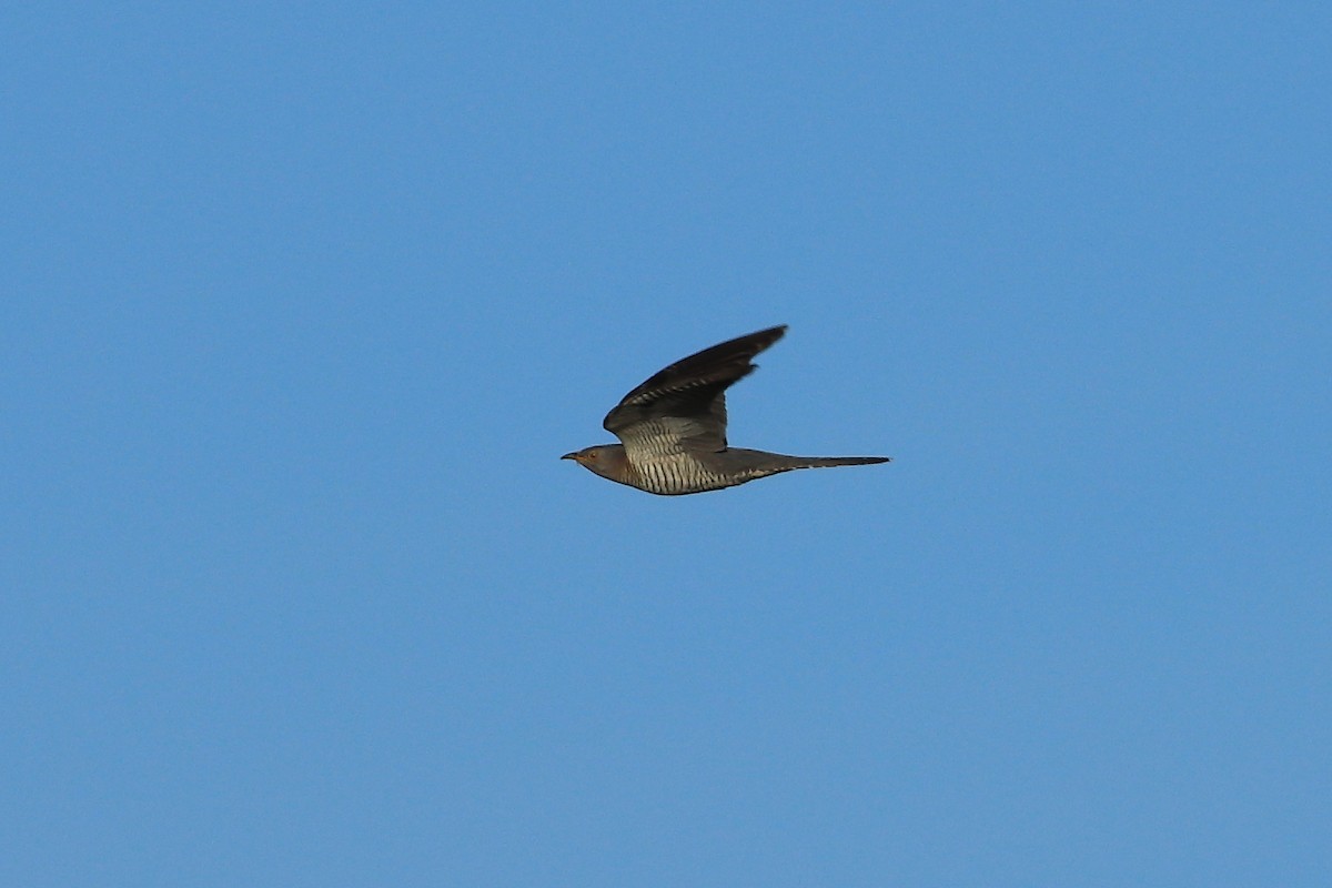 Common Cuckoo - ML620183534