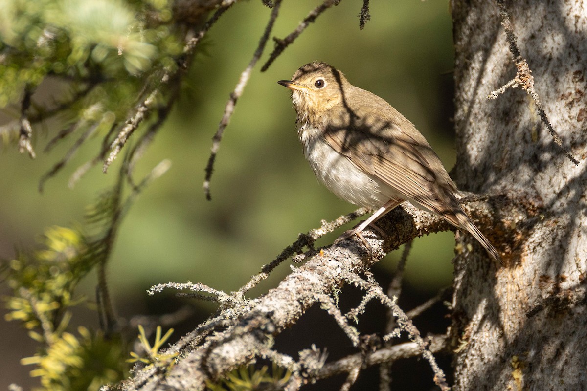 Swainson's Thrush - ML620183543