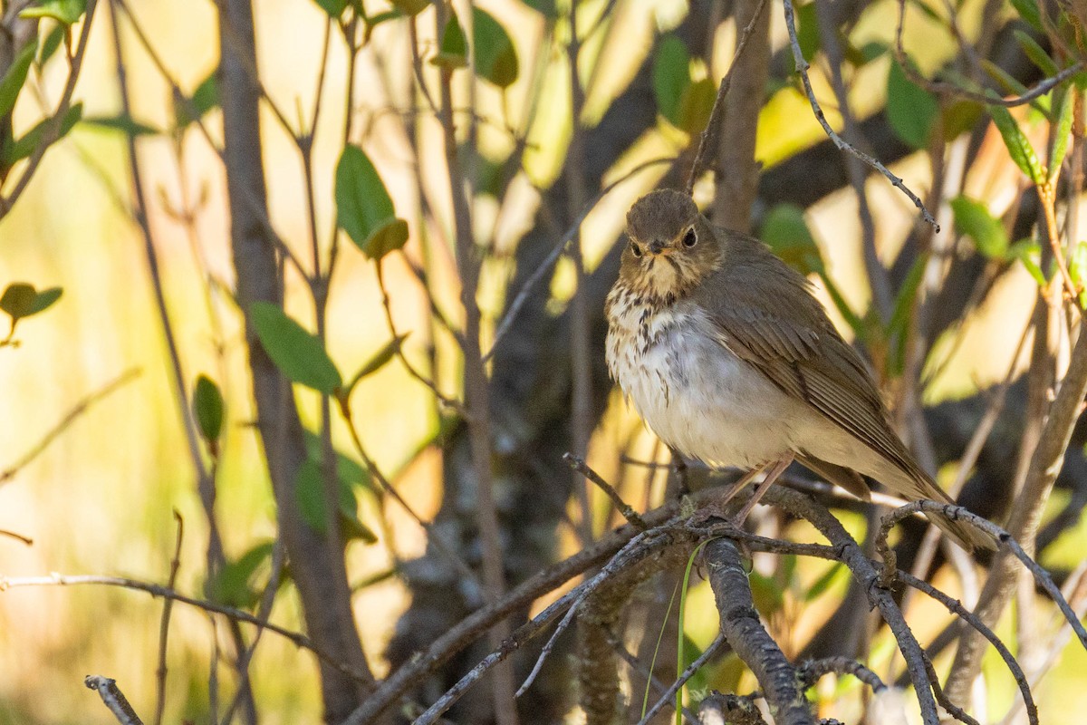 Swainson's Thrush - Nancy Clermont