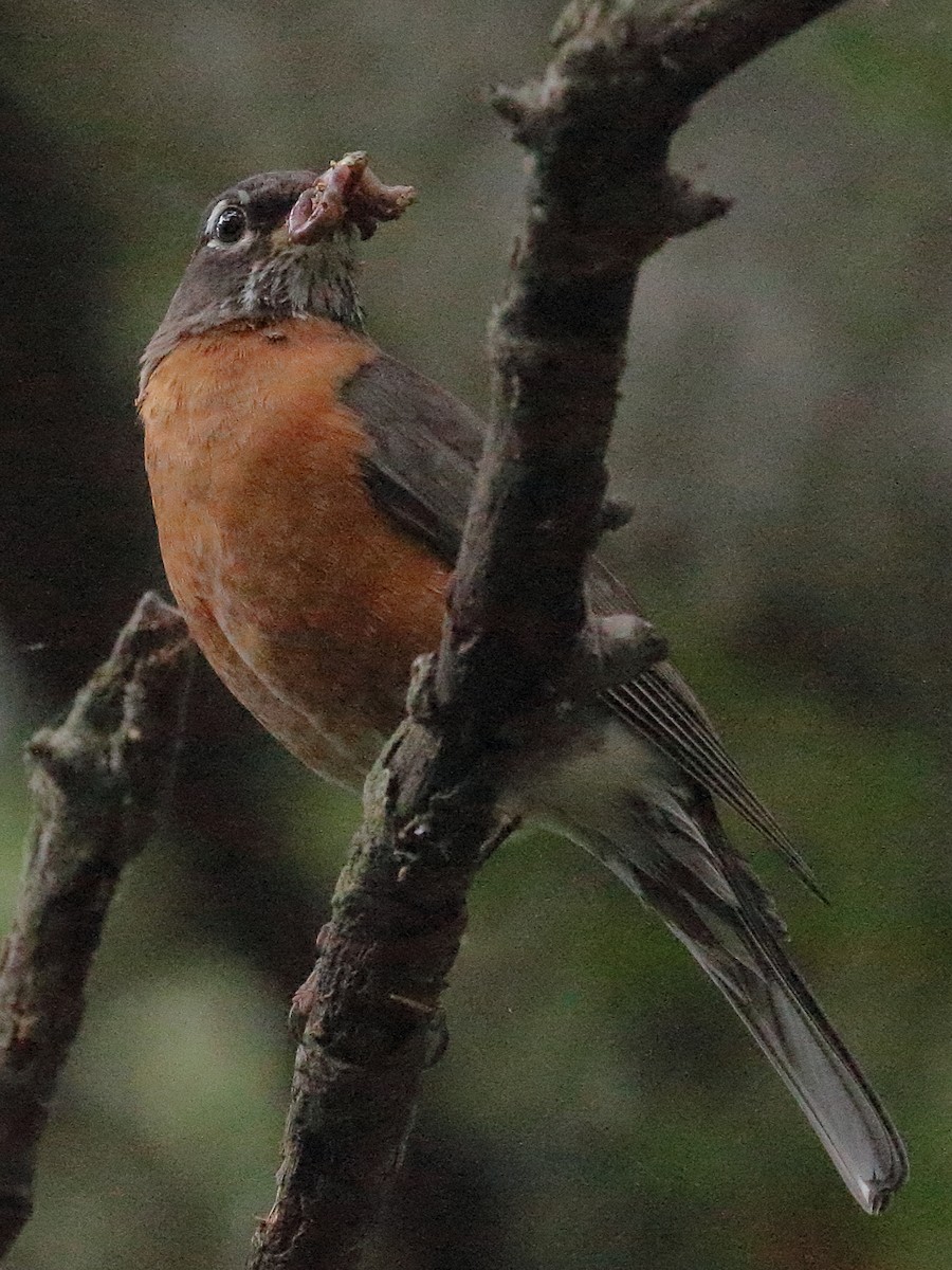 American Robin - ML620183547