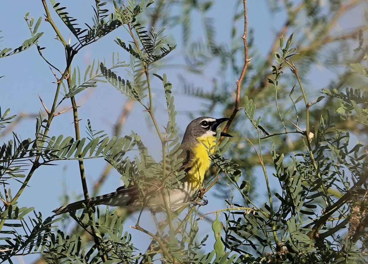 Yellow-breasted Chat - ML620183572