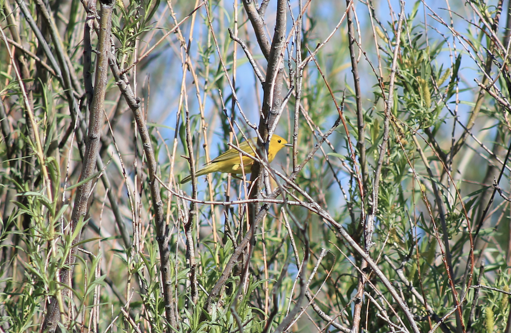 Yellow Warbler - ML620183575