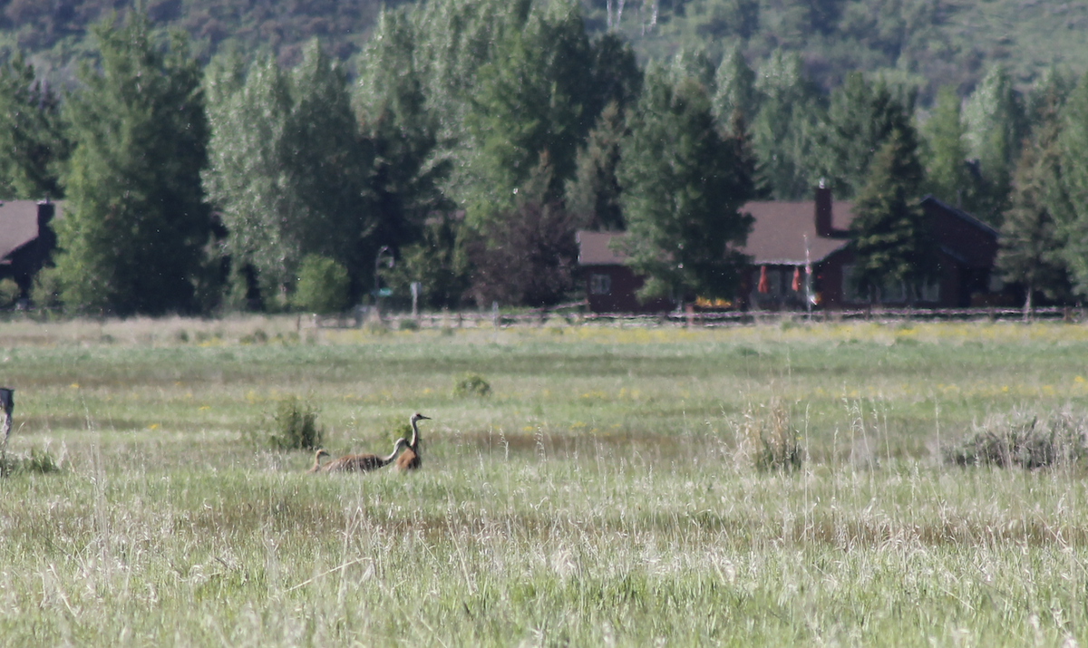 Sandhill Crane - ML620183579