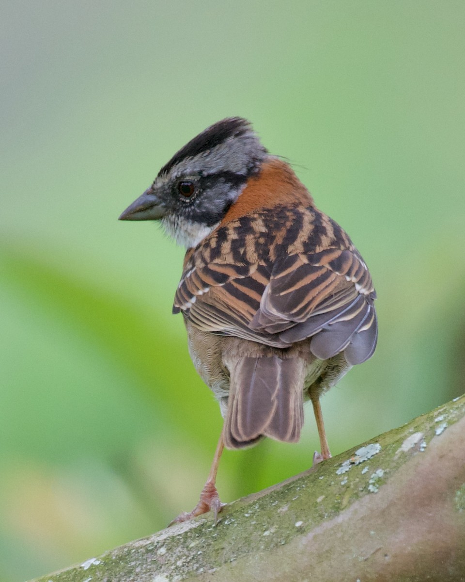 Rufous-collared Sparrow - ML620183581