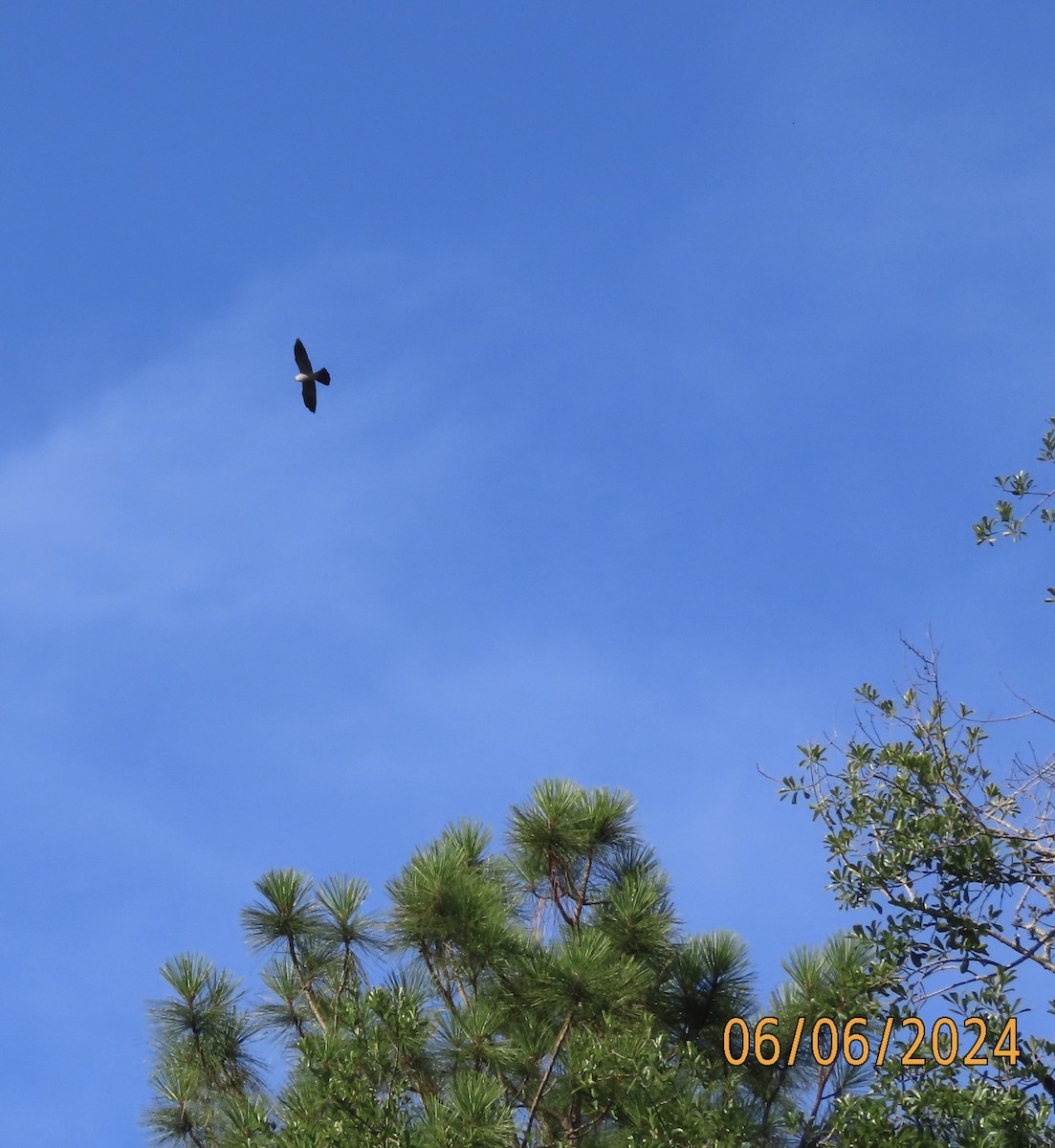 Mississippi Kite - ML620183589