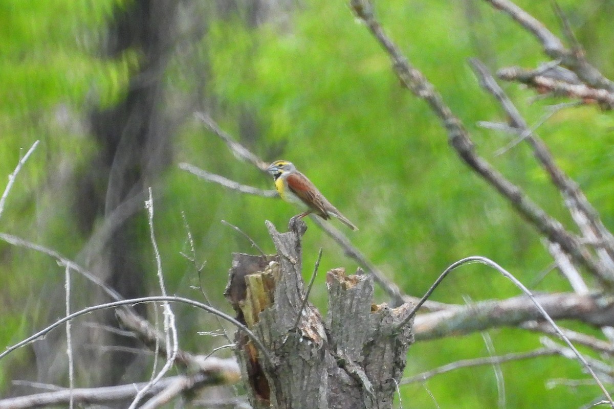 Dickcissel - ML620183591