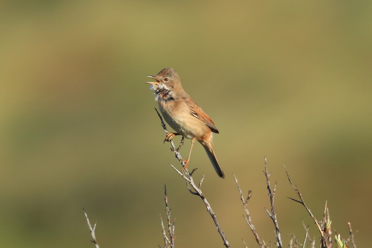 Greater Whitethroat - ML620183592