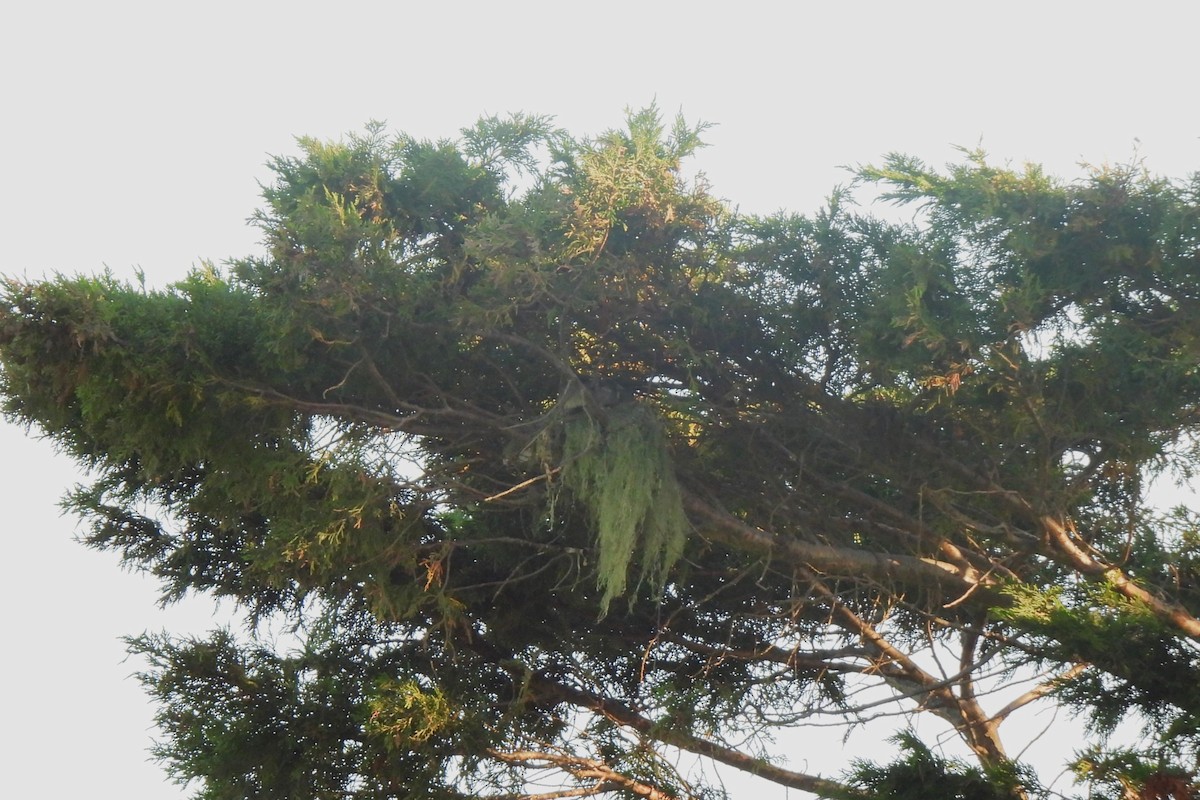 Cassinkönigstyrann - ML620183594
