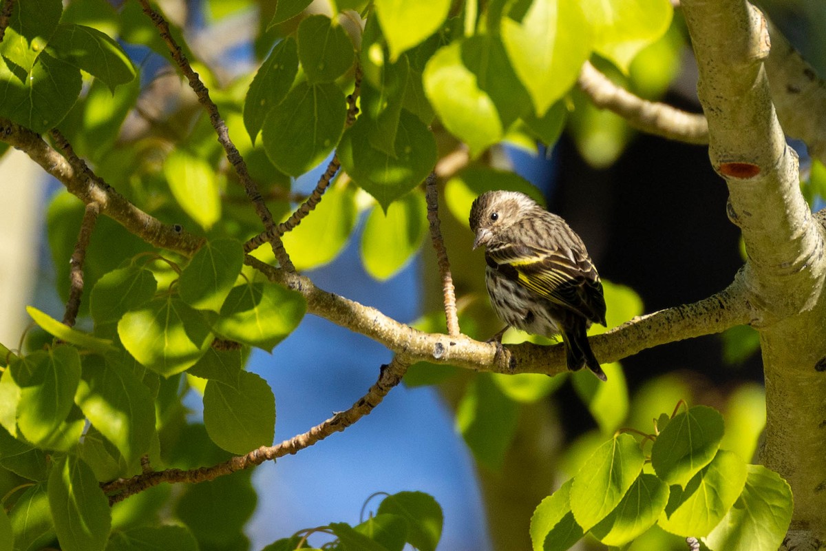 Pine Siskin - ML620183596