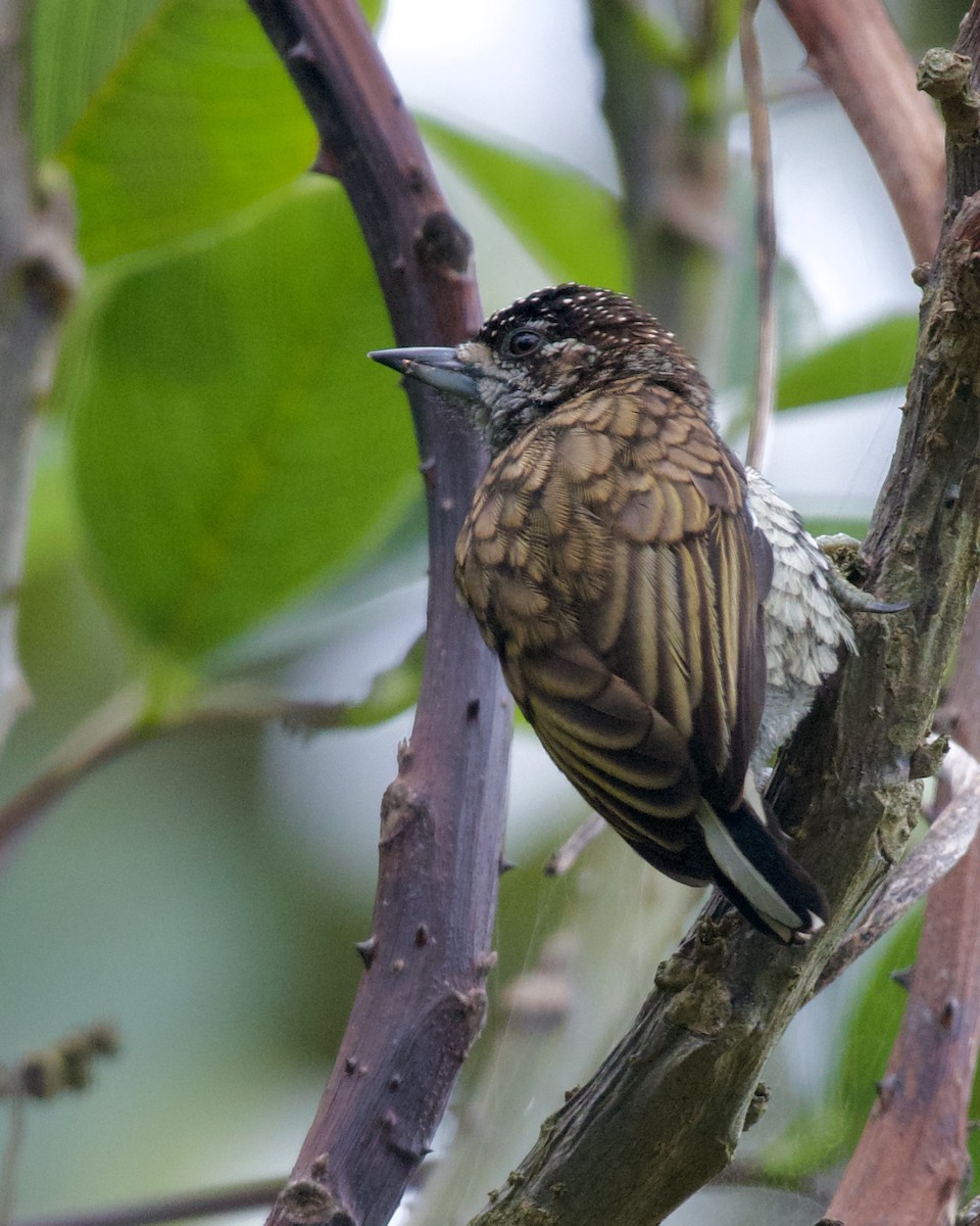 Scaled Piculet - ML620183599