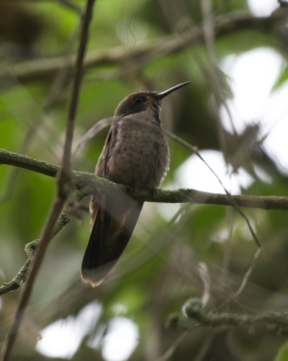 kolibřík fialovouchý - ML620183602