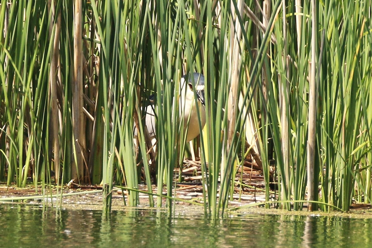 Black-crowned Night Heron - ML620183606