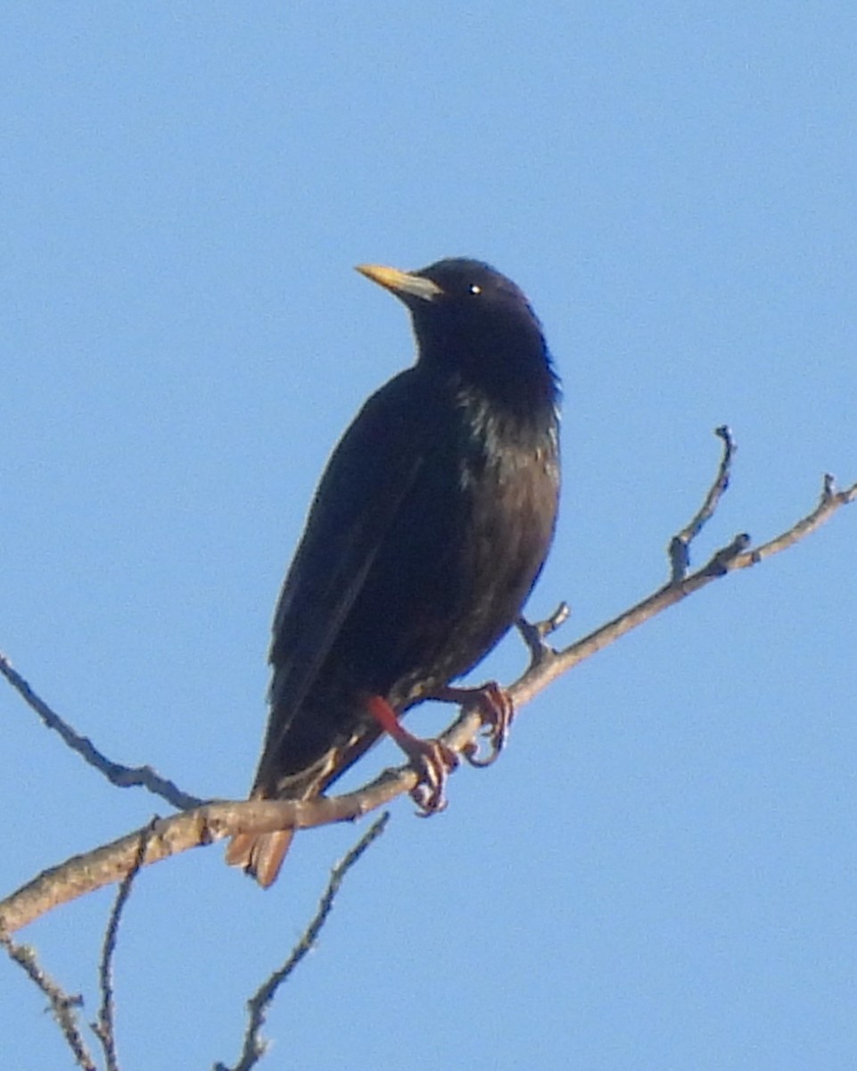 European Starling - ML620183626