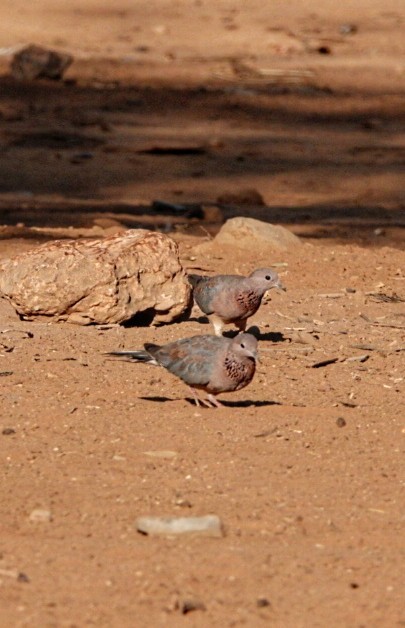 Laughing Dove - ML620183629
