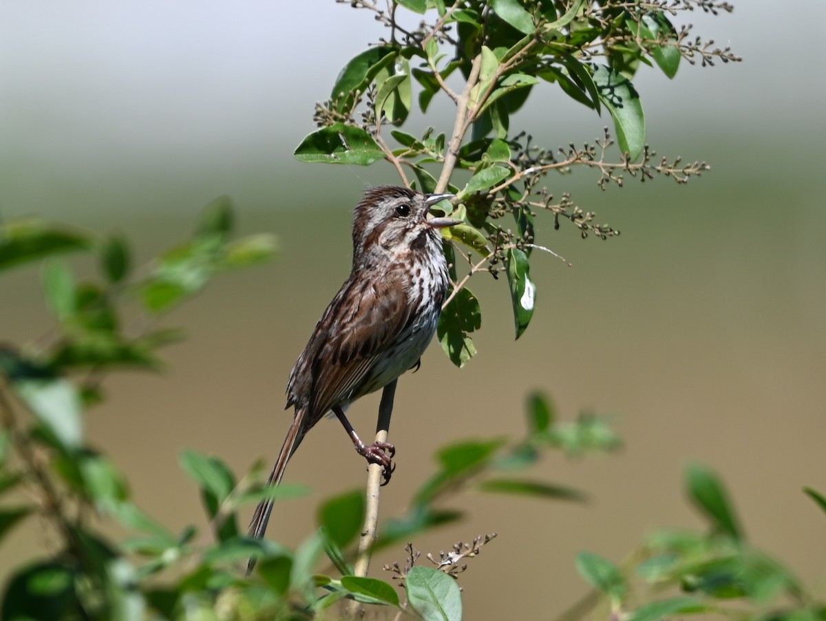 Song Sparrow - ML620183633