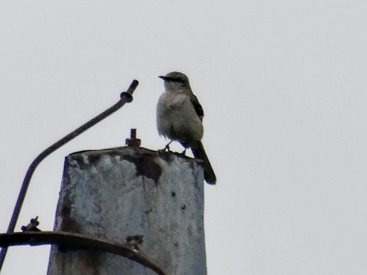 Northern Mockingbird - ML620183634