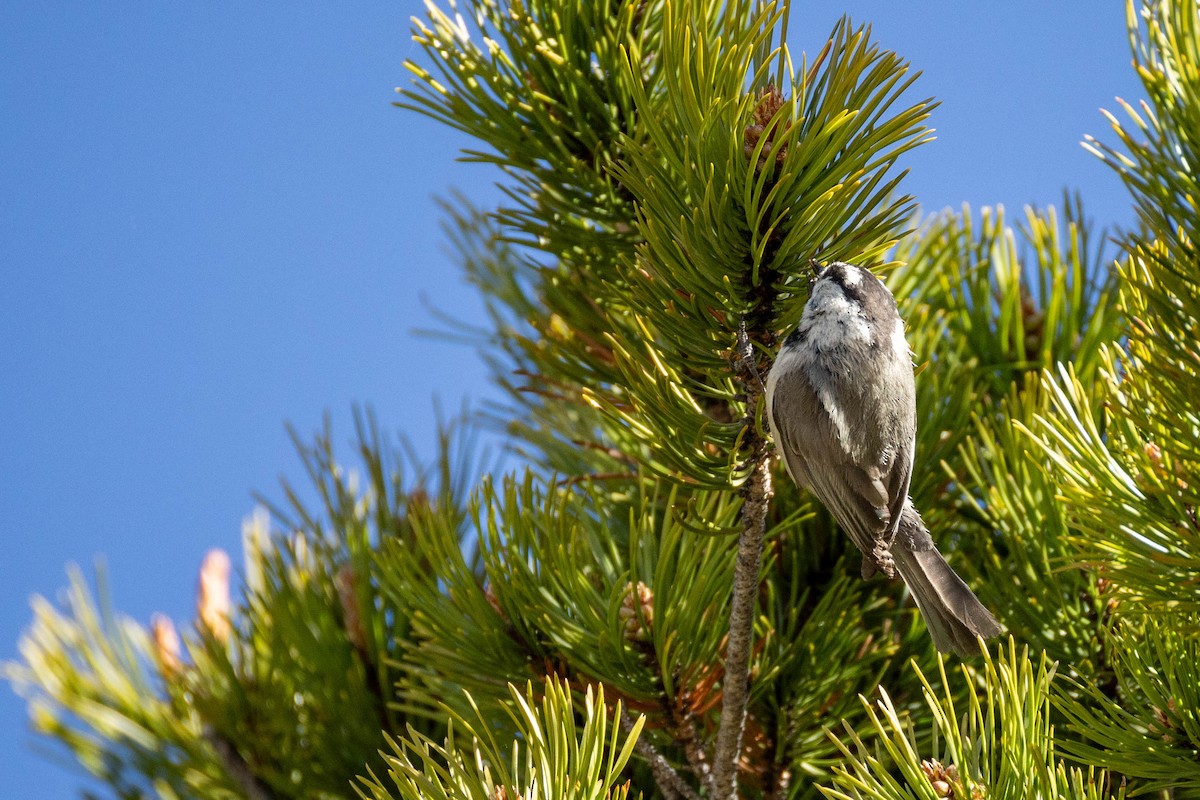 Mountain Chickadee - ML620183636