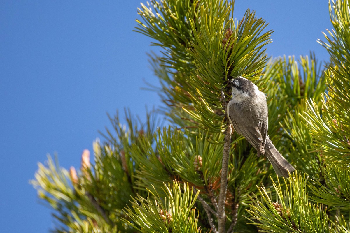 Mountain Chickadee - ML620183637