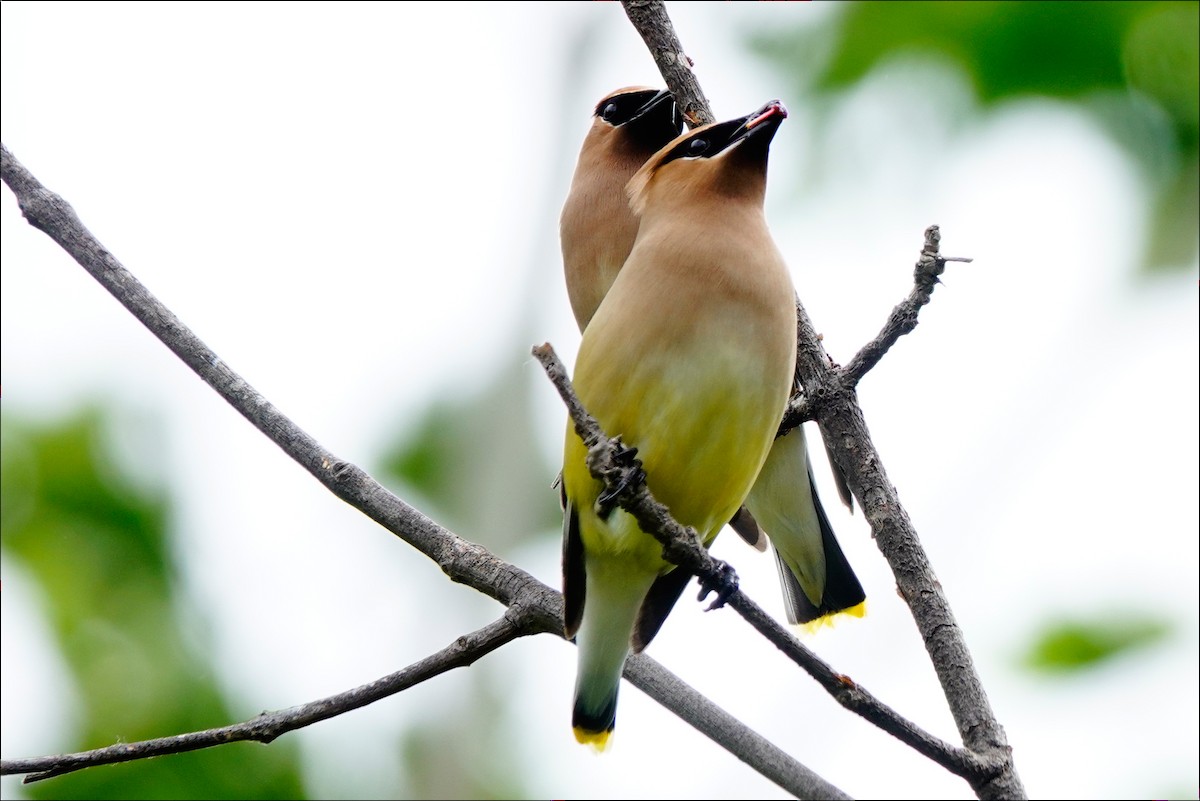 Cedar Waxwing - ML620183642