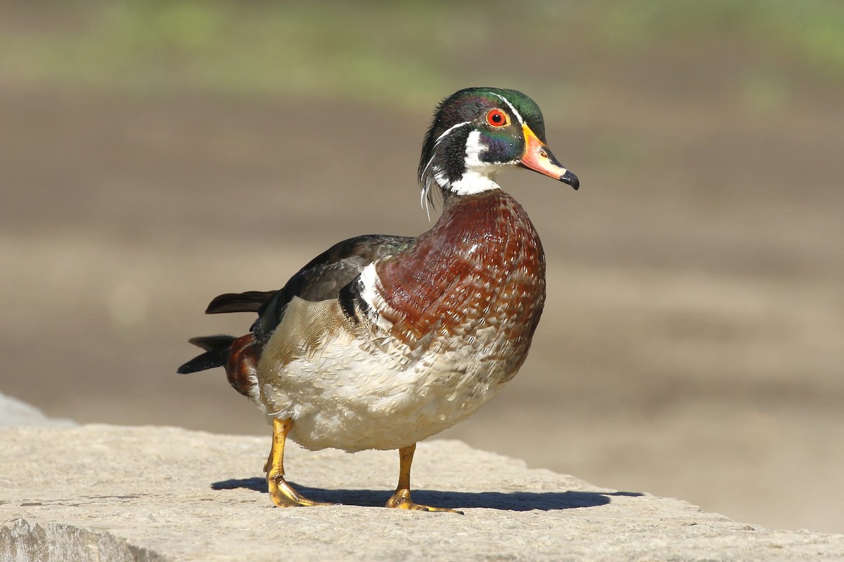 Wood Duck - ML620183652