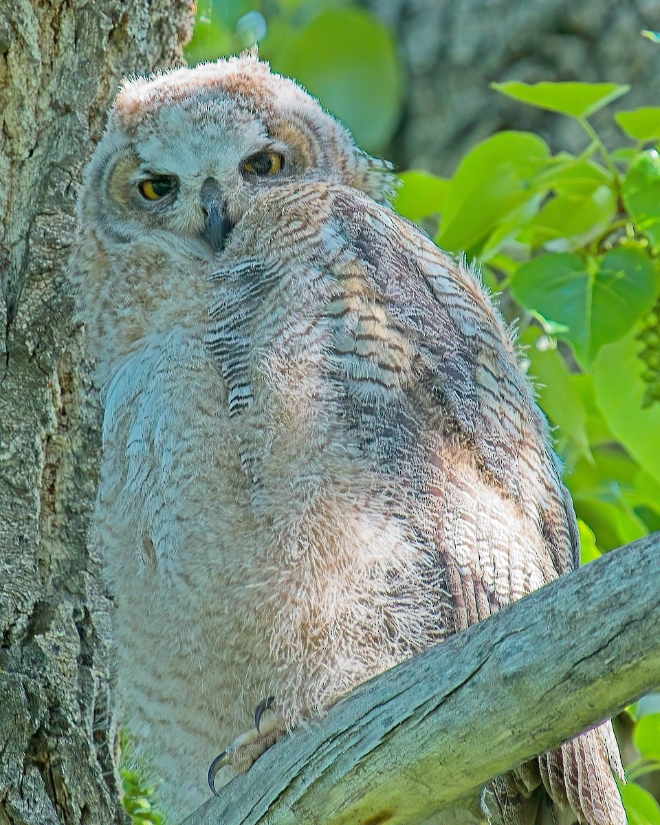 Great Horned Owl - Frank Letniowski