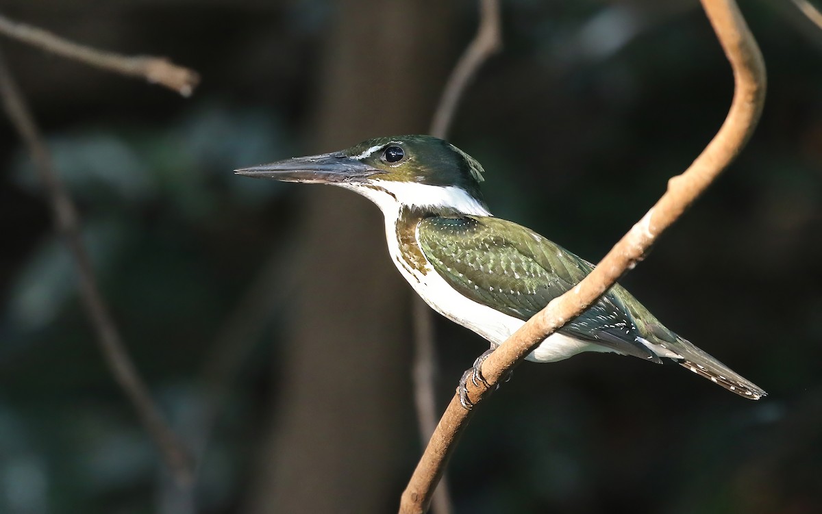 Amazon Kingfisher - ML620183655