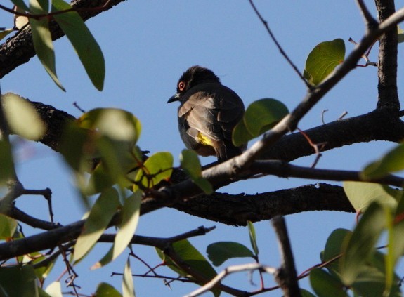 Black-fronted Bulbul - ML620183657