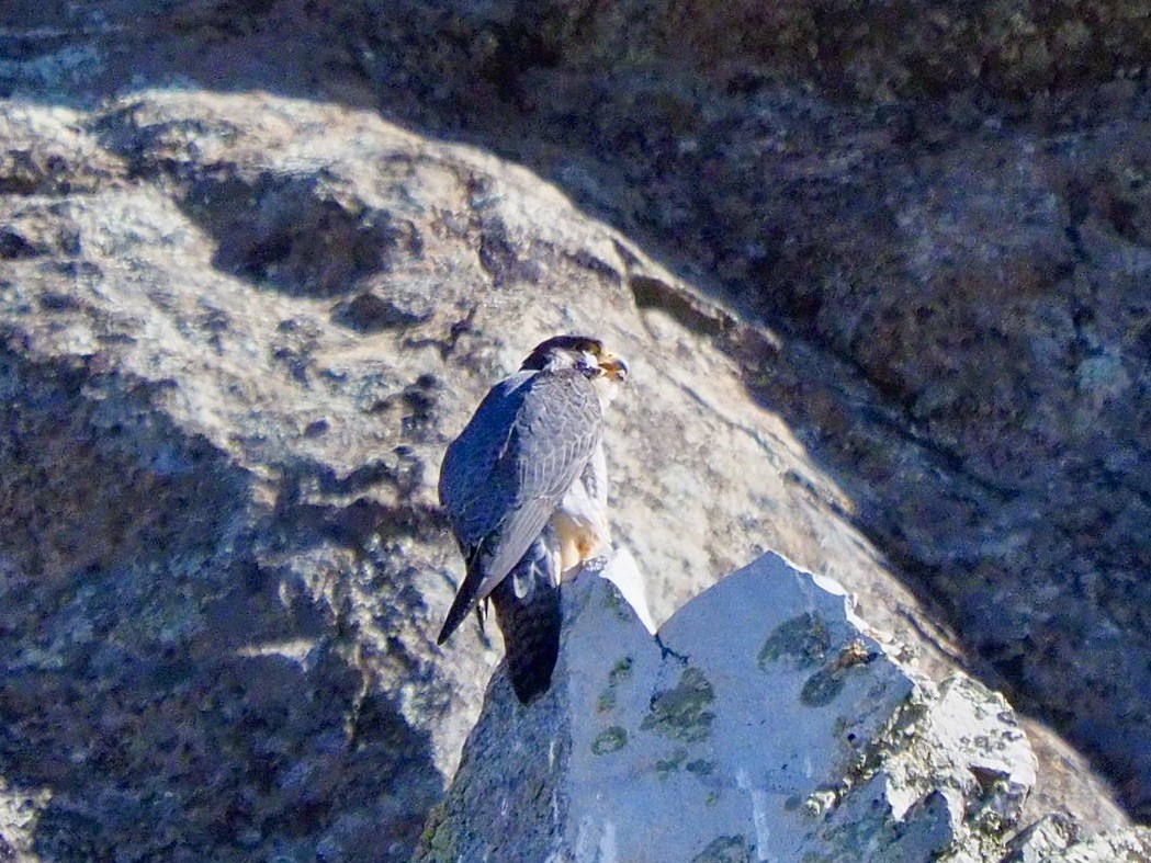 Peregrine Falcon - ML620183658