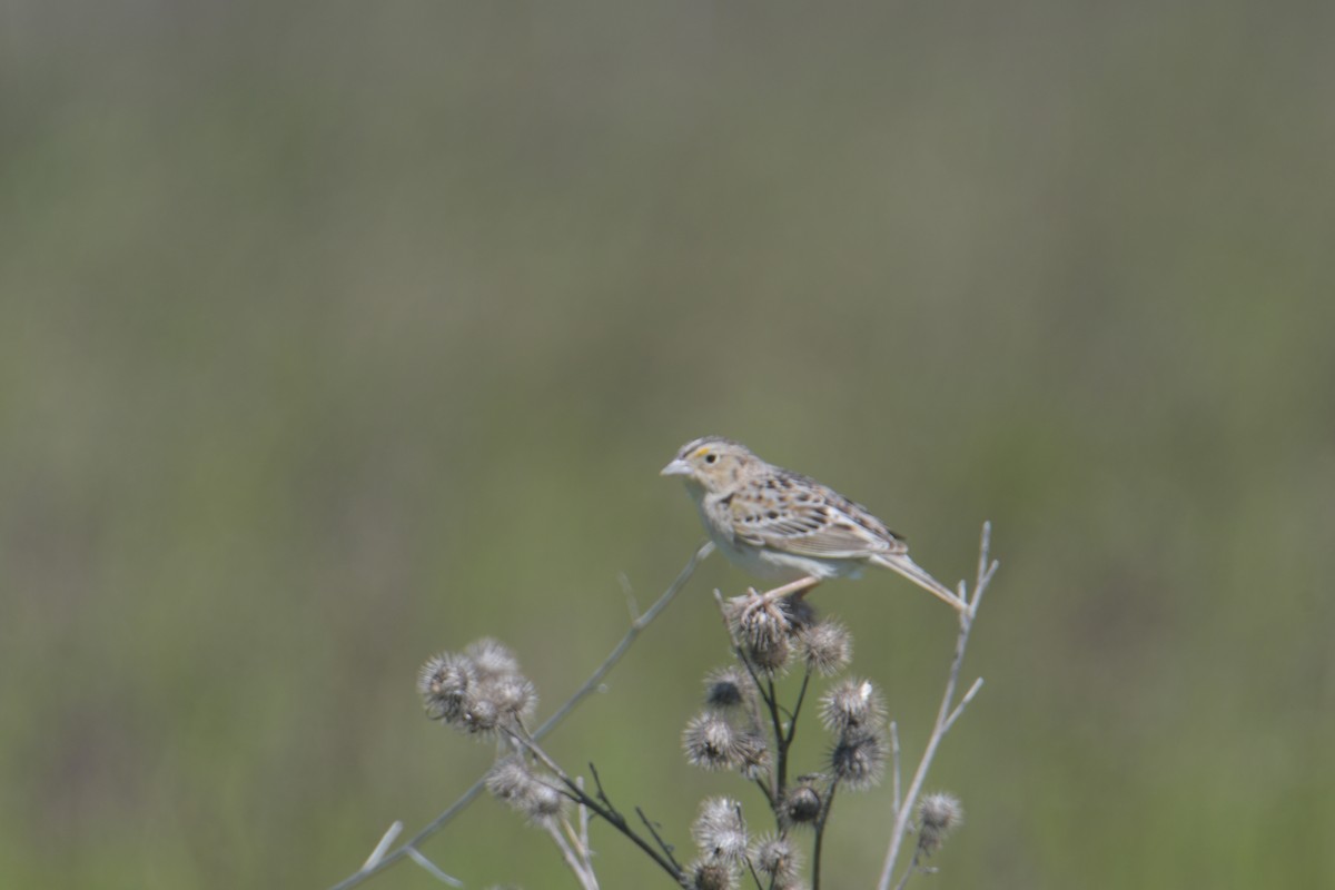 Grasshopper Sparrow - ML620183659