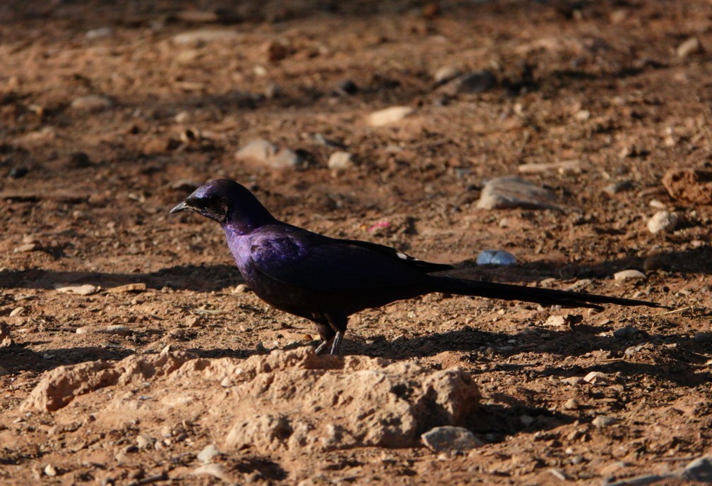 Meves's Starling - ML620183662