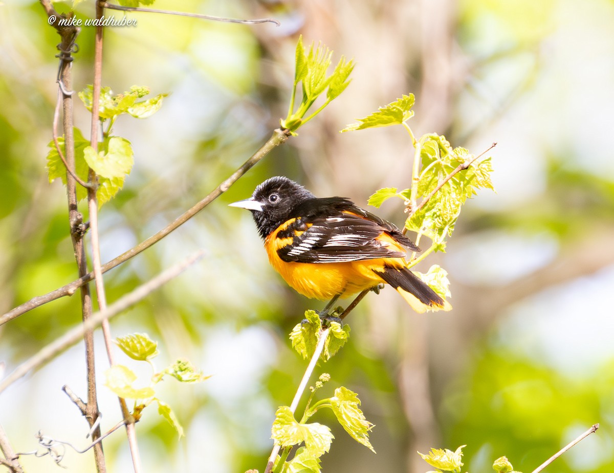 Baltimore Oriole - ML620183664