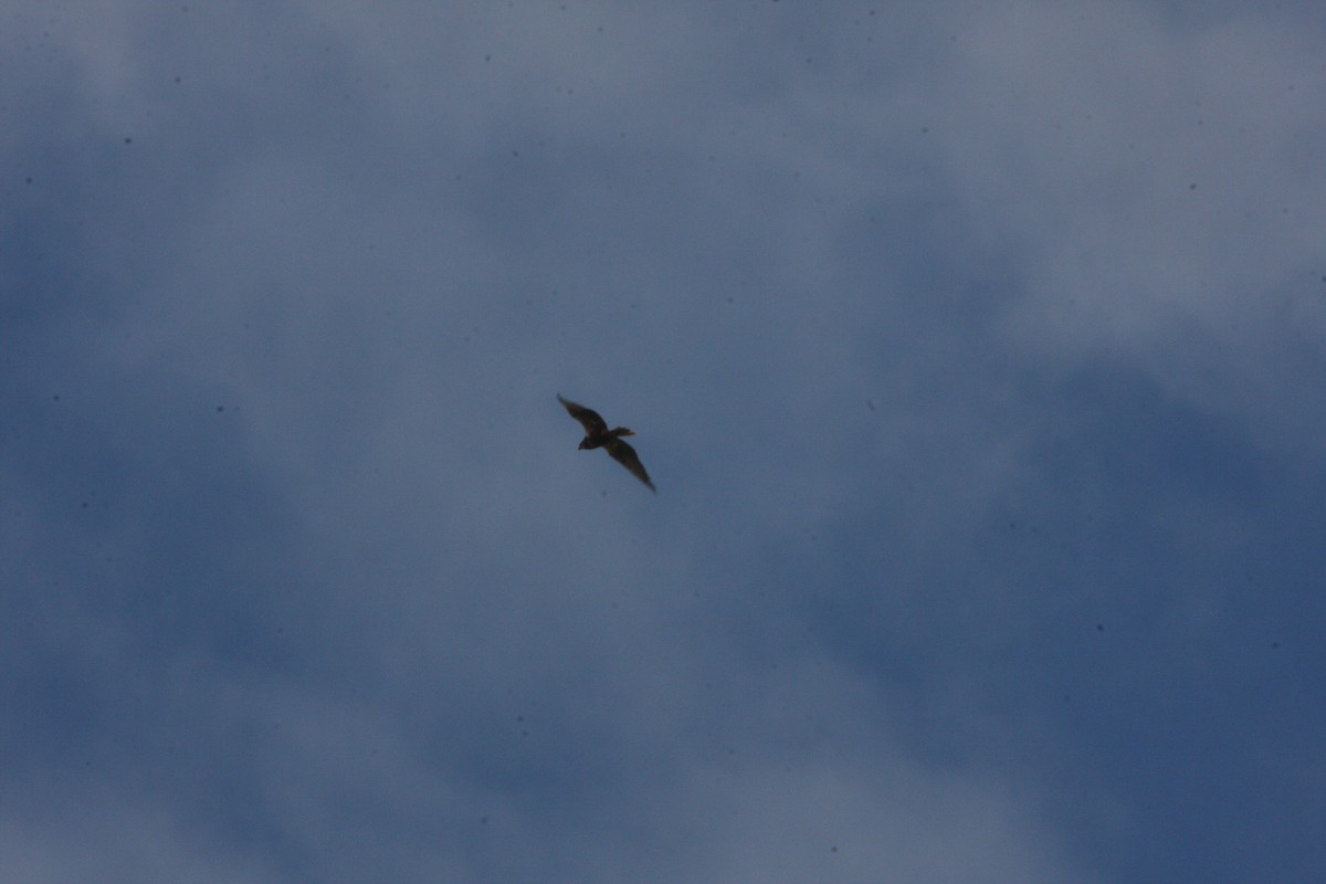 Western Marsh Harrier - ML620183667