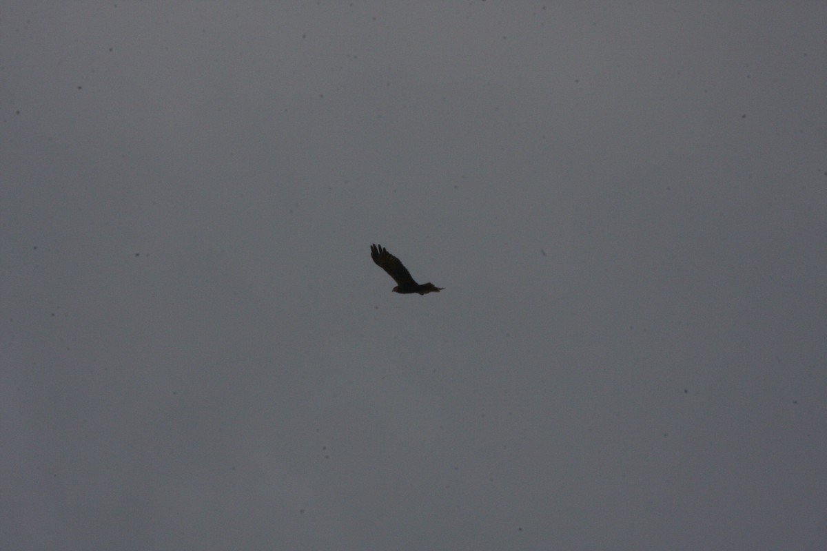 Western Marsh Harrier - ML620183668