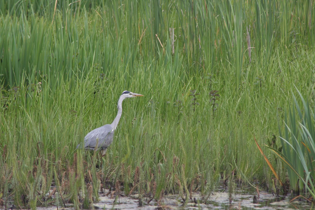 Gray Heron - ML620183670