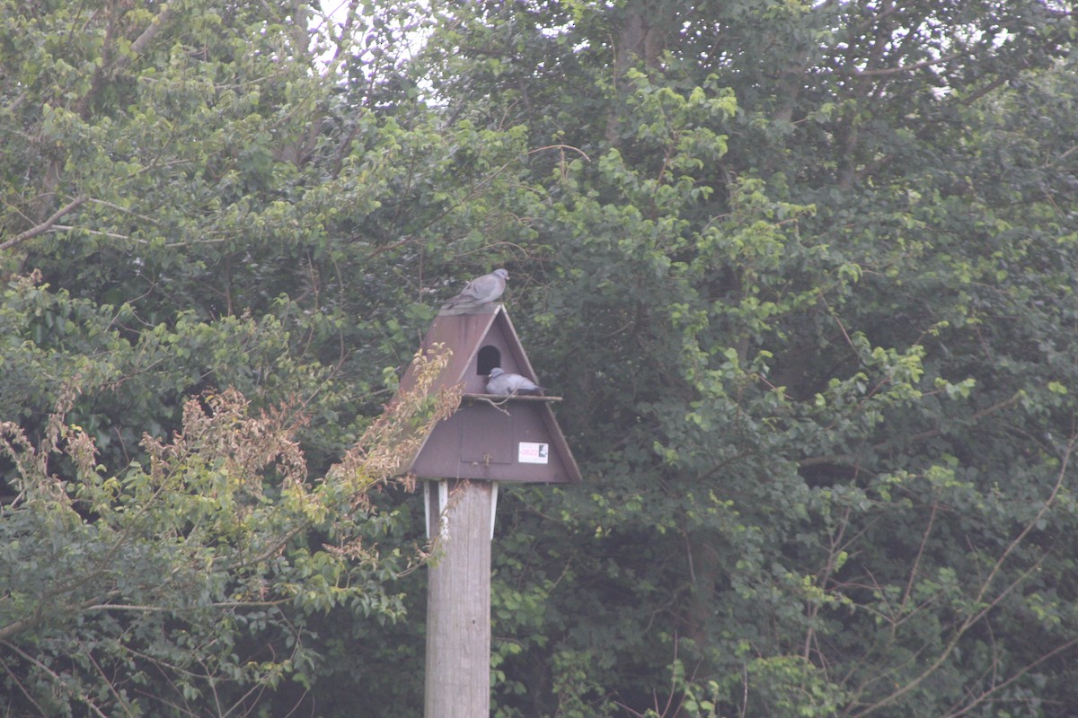 Pigeon colombin - ML620183673