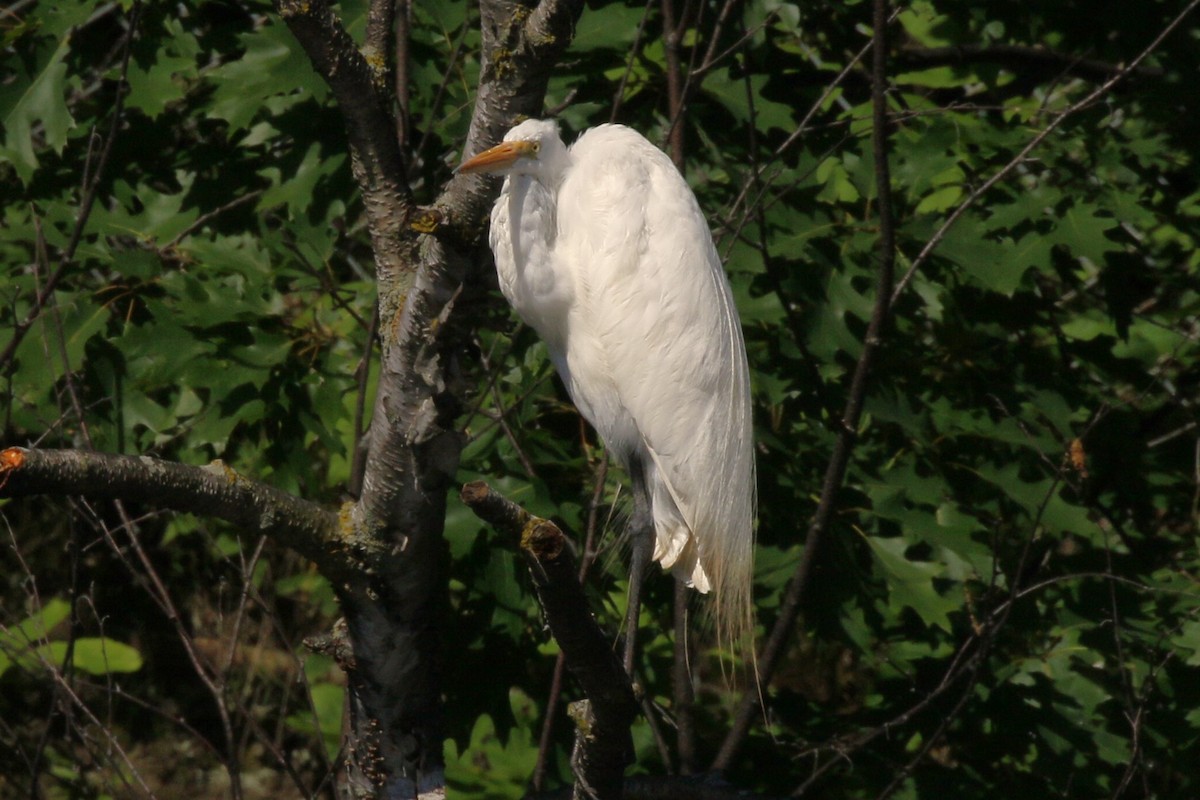 Great Egret - ML620183674