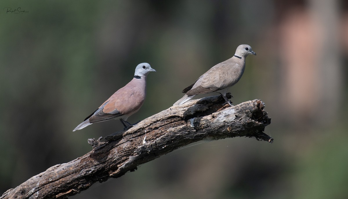 Red Collared-Dove - ML620183685