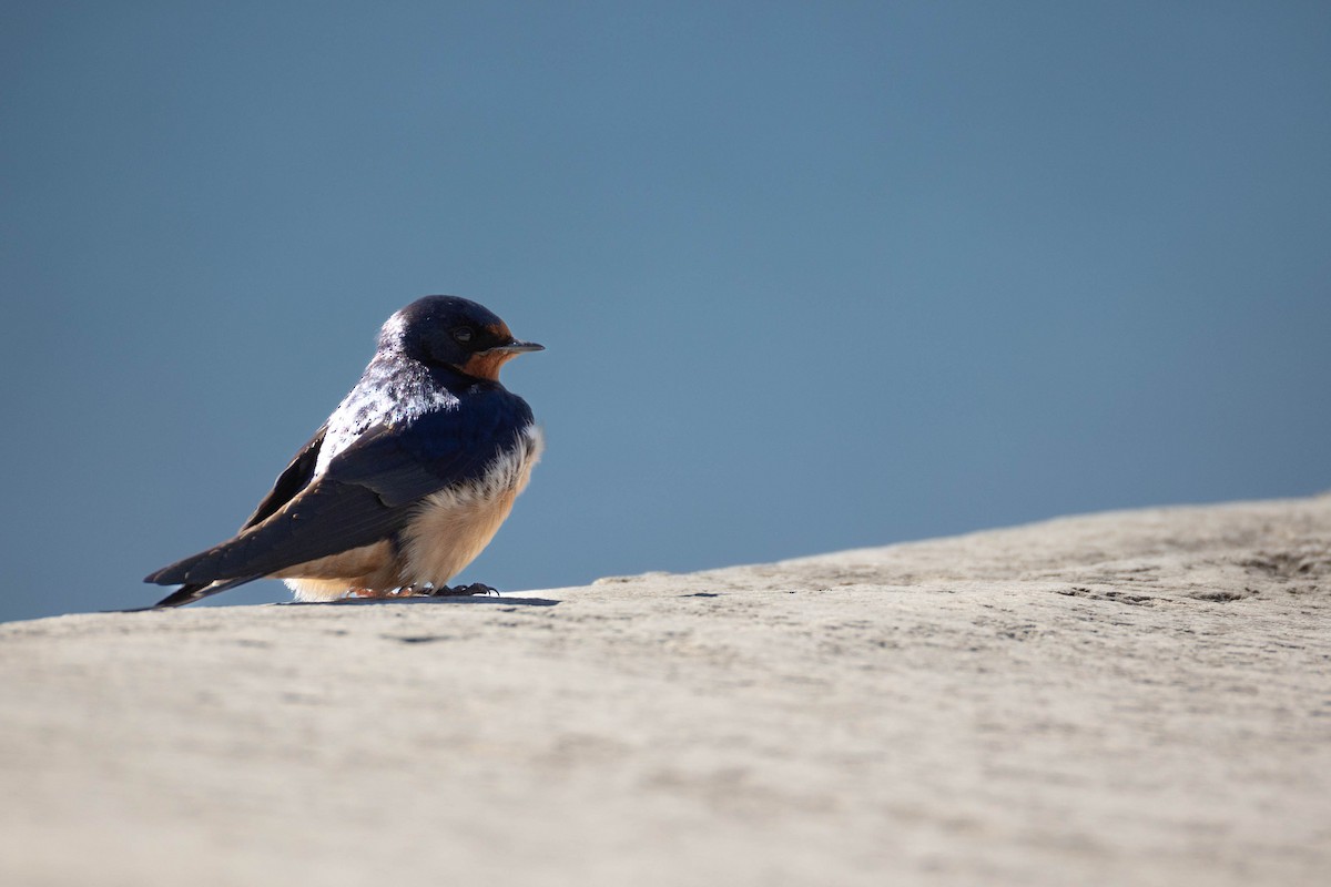 Barn Swallow - ML620183689