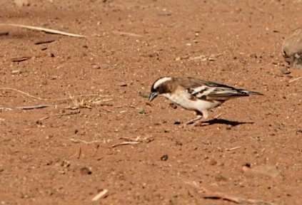 White-browed Sparrow-Weaver (White-tailed) - Anonymous