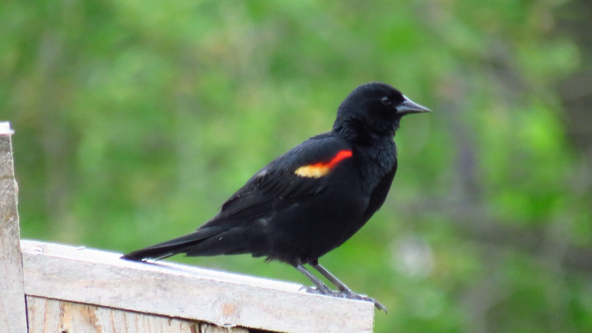 Red-winged Blackbird - ML620183692