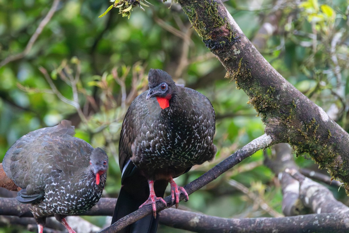 Crested Guan - ML620183693