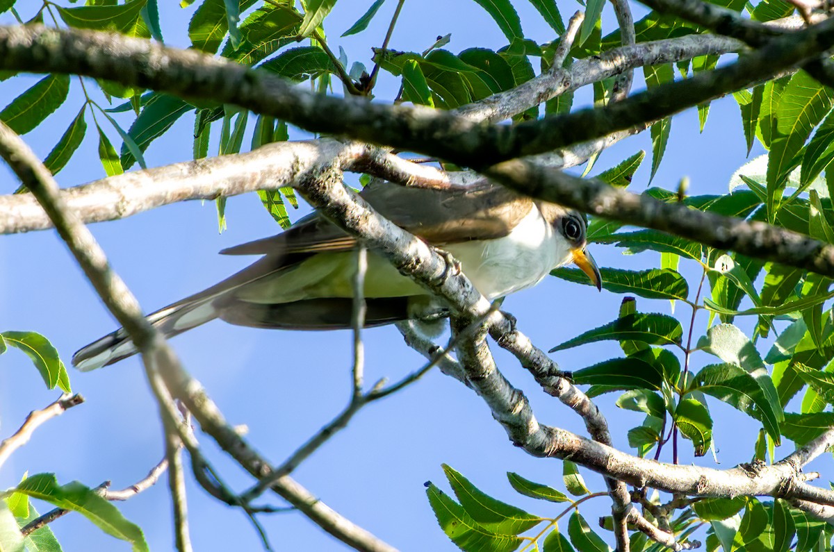 Yellow-billed Cuckoo - ML620183695