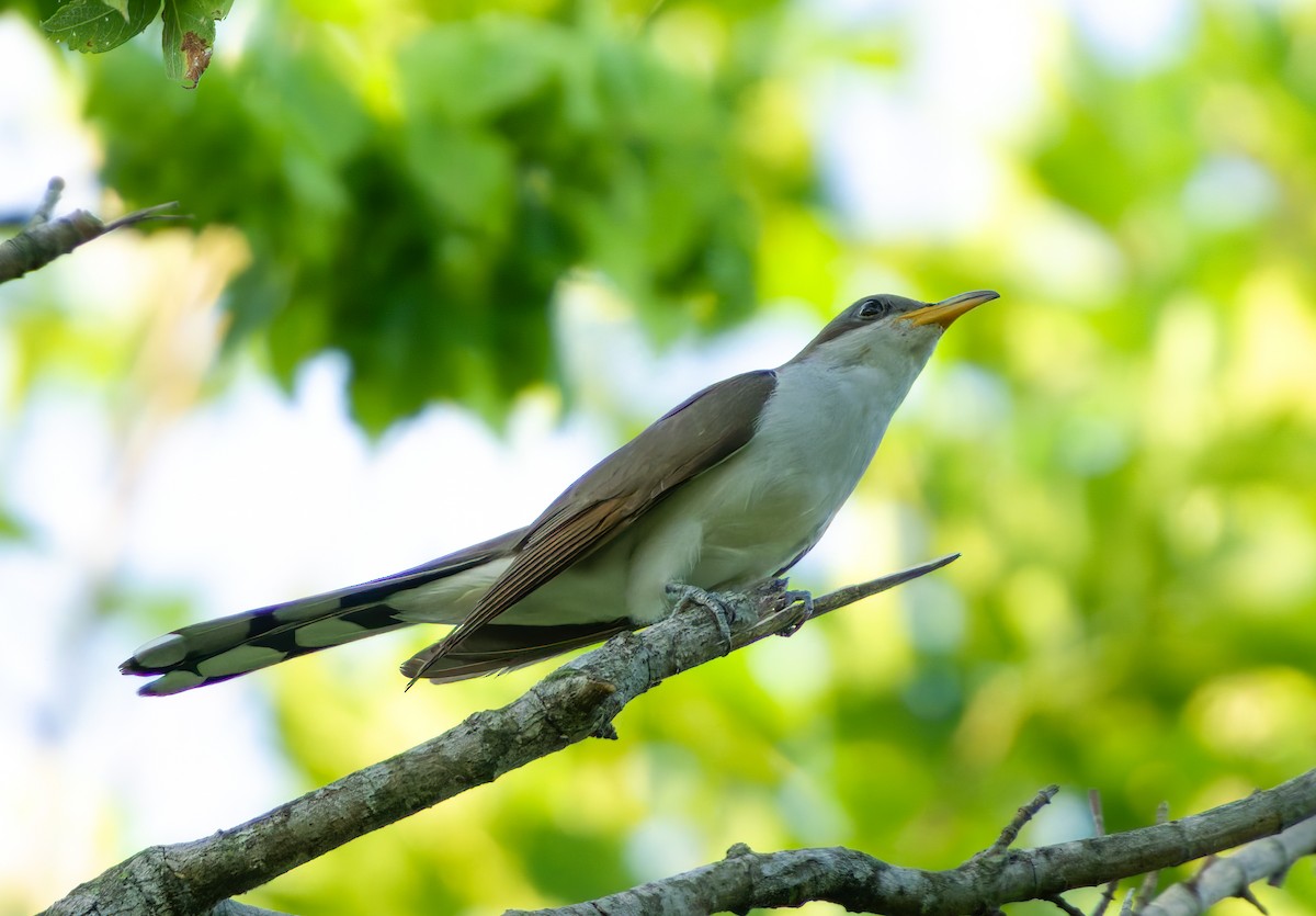 Yellow-billed Cuckoo - ML620183696